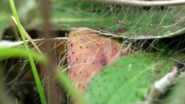 kurutulmuş ot ve düşen yapraklar makro