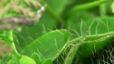kurutulmuş ot ve düşen yapraklar makro