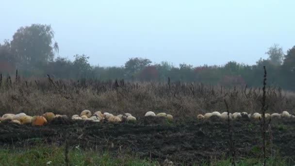 Dýně na zahradě na podzim — Stock video