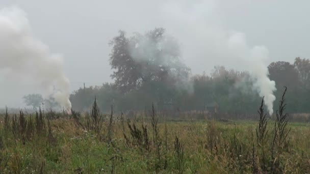 Гарбузи в саду восени — стокове відео