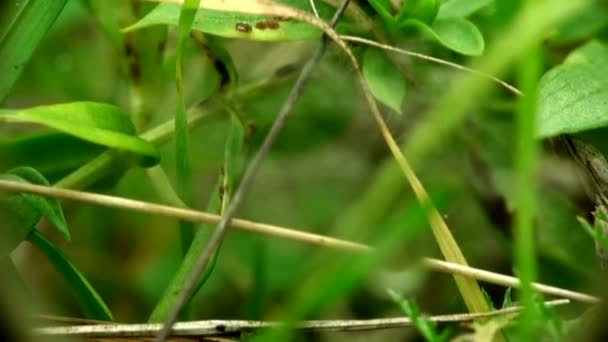 Gras en gevallen bladeren macro gedroogd — Stockvideo