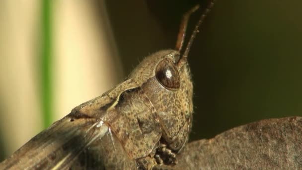 Macro of head and torso of grasshopper — Stock Video