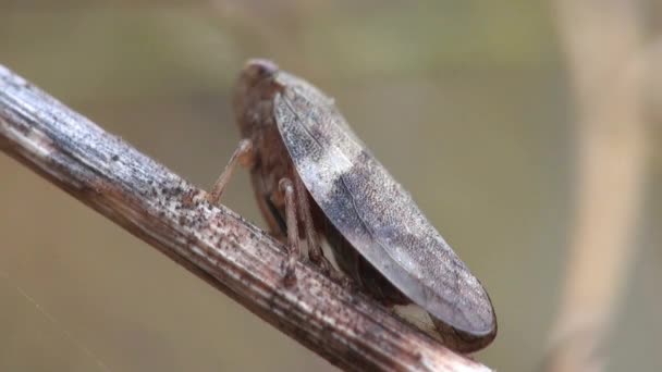 Petite cécidomyie sur le brin d'herbe cécidomyie 