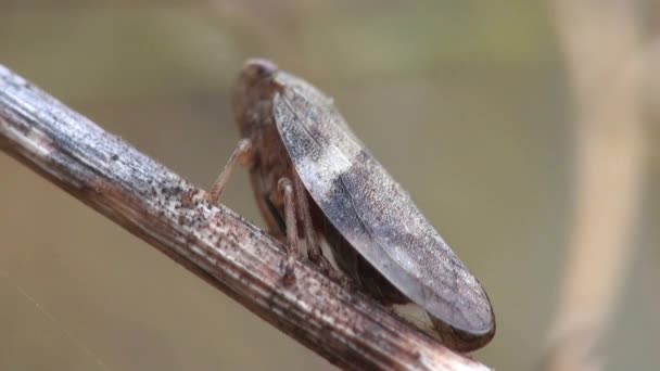 Malé midge na stéblo trávy midge trávy — Stock video