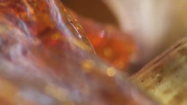 Makro sivrisinek nemli yaprak böcek üzerinde oturan küçük sinek