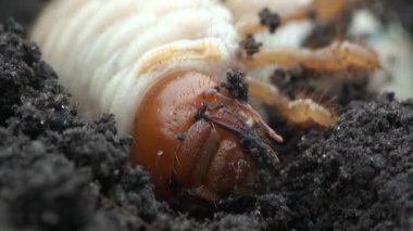 böcek makro Mayıs böceği larvası wriggles