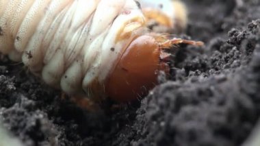 böcek makro Mayıs böceği larvası wriggles