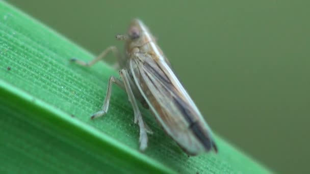 Petite cécidomyie sur le brin d'herbe cécidomyie — Video