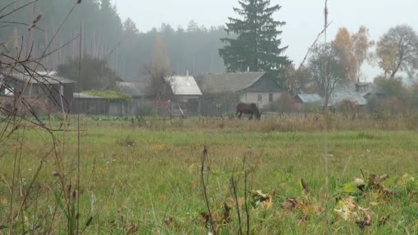 Perto de casas de aldeia pastando cavalo — Vídeo de Stock