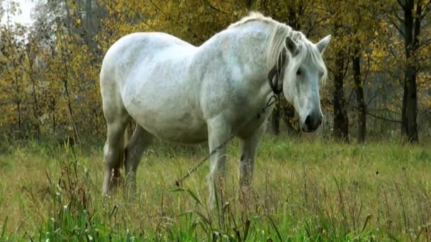 Caballo blanco con correa bosque cabeza — Vídeo de stock