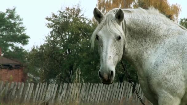 Caballo blanco con correa bosque cabeza — Vídeo de stock