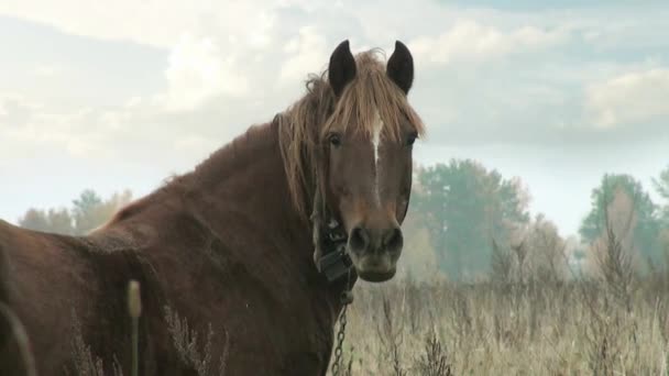 Braunes Pferd auf Weide für Hintergrundfeld