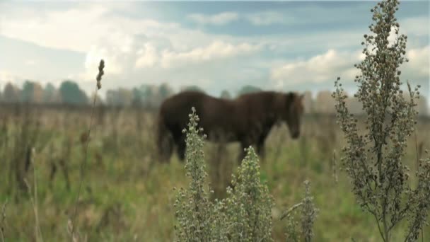 Ruskea hevonen laitumella taustakenttää varten — kuvapankkivideo