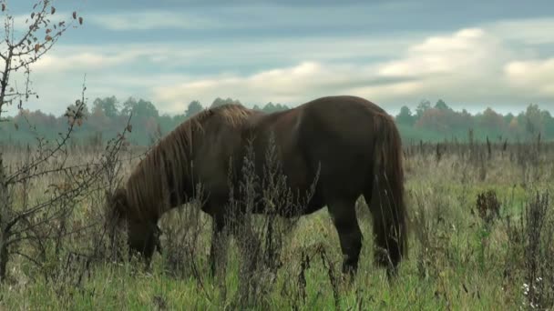 背景フィールドの牧草地茶色の馬 — ストック動画