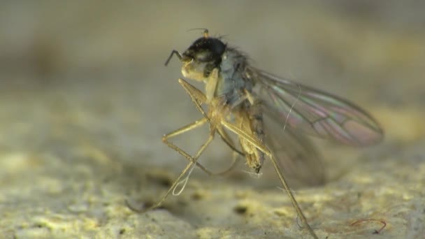 Makromücke kleine Fliege sitzt auf taufrischen Blattinsekt — Stockvideo