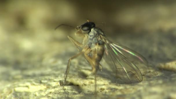 Mosquito macro pequena mosca sentada no inseto folha orvalho — Vídeo de Stock