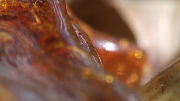 Macro mug beetje vliegen zittend op dewy blad insect — Stockvideo