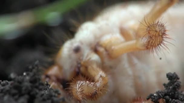 Makro Chroust larva dále na hmyz — Stock video