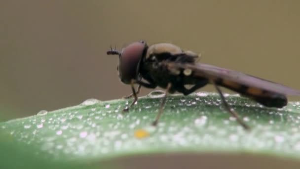 Makro, kleine Fliege sitzt auf taufrischem Blatt — Stockvideo