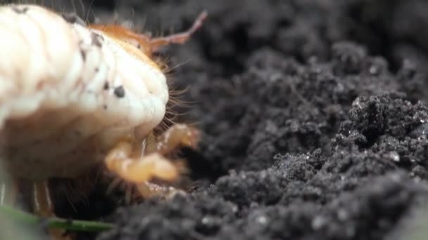 Macro mei kever larve wriggles insect — Stockvideo