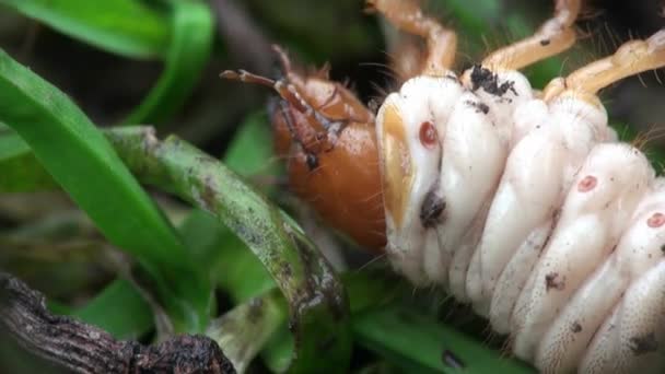 Macro maggio scarabeo larva si contorce insetto — Video Stock