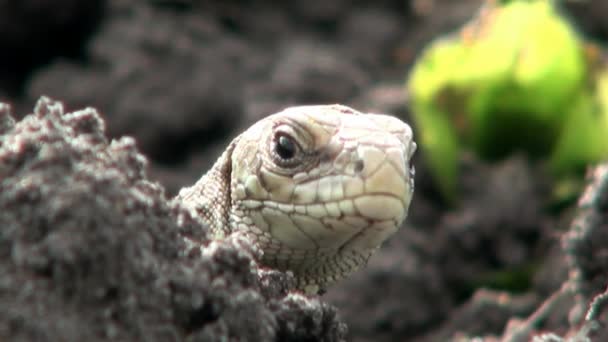 Lizard is watching blinks sleeps head reptile — Stock Video