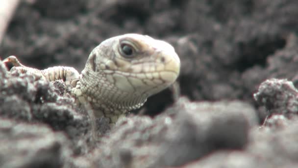 蜥蜴看眨了眨眼睡觉头爬行动物 — 图库视频影像