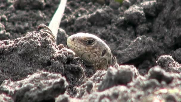 蜥蜴看眨了眨眼睡觉头爬行动物 — 图库视频影像