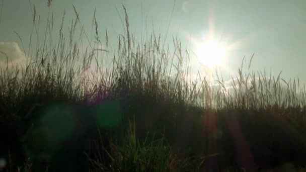 Sol sobre prado Brillante amanecer — Vídeo de stock