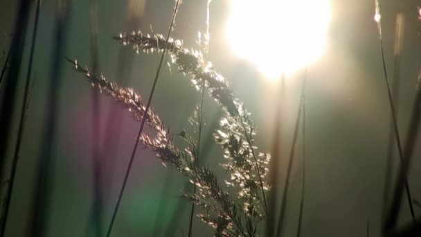 Sonne über Wiese helle Morgendämmerung — Stockvideo