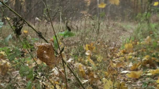 Camino de otoño en los bosques — Vídeos de Stock
