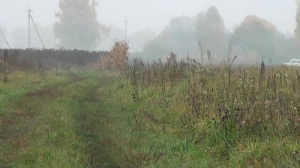 Осенняя тропа в лесах сельских лугов — стоковое видео