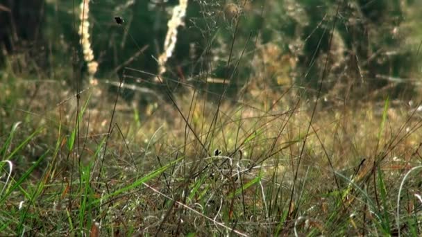 Aranha de teia de Cobre, verão indiano — Vídeo de Stock