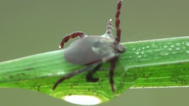 Makromilbe im Spinnennetz verfangen — Stockvideo