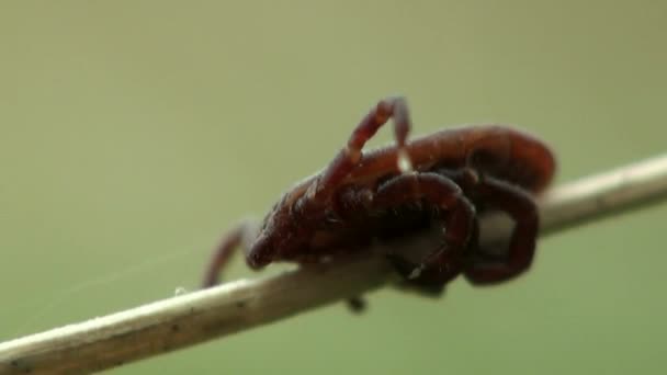 Makro mite intrasslad i spindelnät — Stockvideo