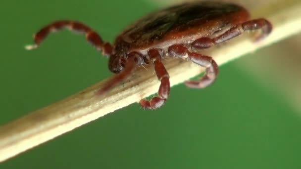 Makro roztocza uwikłany w pajęczyna — Wideo stockowe