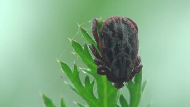 Ácaro macro enredado en telaraña — Vídeo de stock