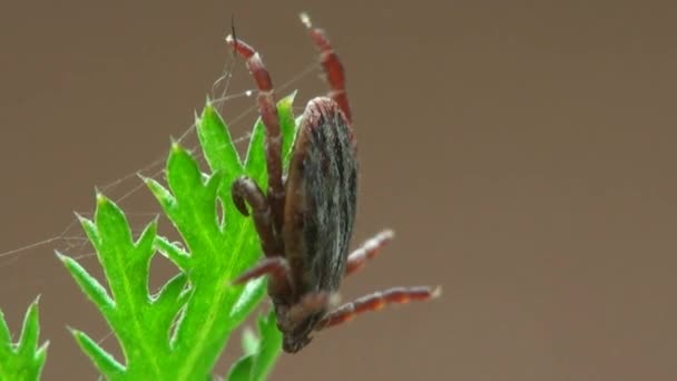 Makro mite intrasslad i spindelnät — Stockvideo