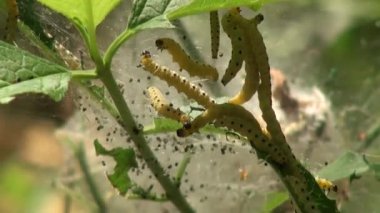 Caterpillar güveler örgü web yaprakları böcek hayvan