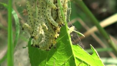 Caterpillar güveler örgü web yaprakları böcek hayvan