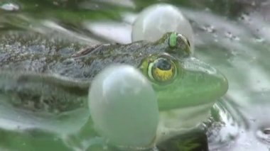 çiftleşme dönemi sürüngenler su hayvan kurbağa