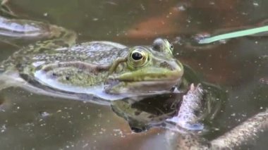 çiftleşme dönemi sürüngenler su hayvan kurbağa