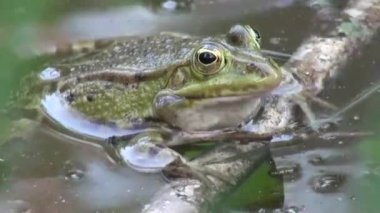 çiftleşme dönemi sürüngenler su hayvan kurbağa