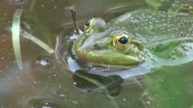 çiftleşme dönemi sürüngenler su hayvan kurbağa