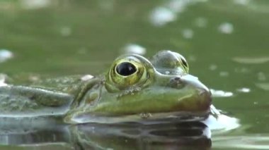 çiftleşme dönemi sürüngenler su hayvan kurbağa