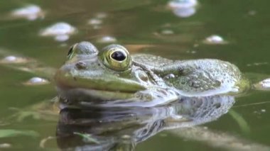 çiftleşme dönemi sürüngenler su hayvan kurbağa