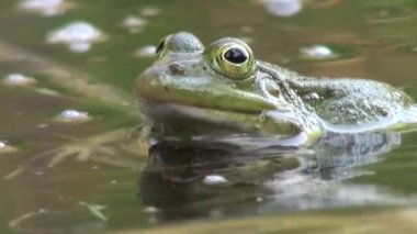 çiftleşme dönemi sürüngenler su hayvan kurbağa