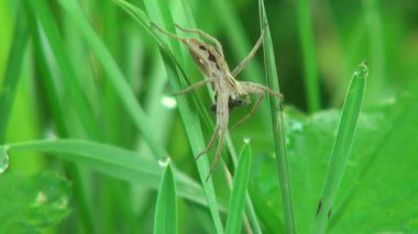 bir broşür üzerinde oturan ve güneş hayvanlar böcek tadını çıkarma küçük örümcek