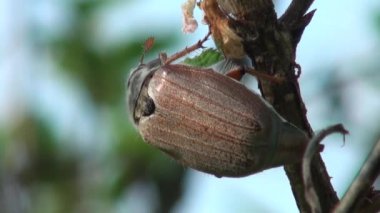 Mayıs böceği yaprakları chafer hayvan yiyor