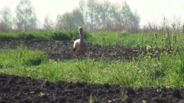 Grus kuşlar sabah erken saatlerde yemek için arıyor